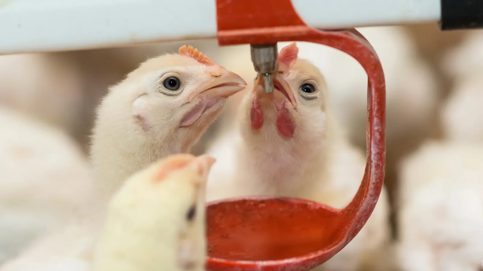 Healthy broilers drinking at an automatic nipple line inside the Namakkal EC farm