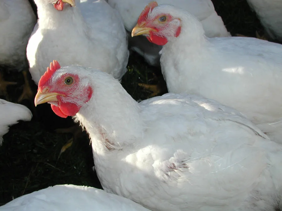 Healthy white broilers raised on the Salem farm scoring A+ grade every batch