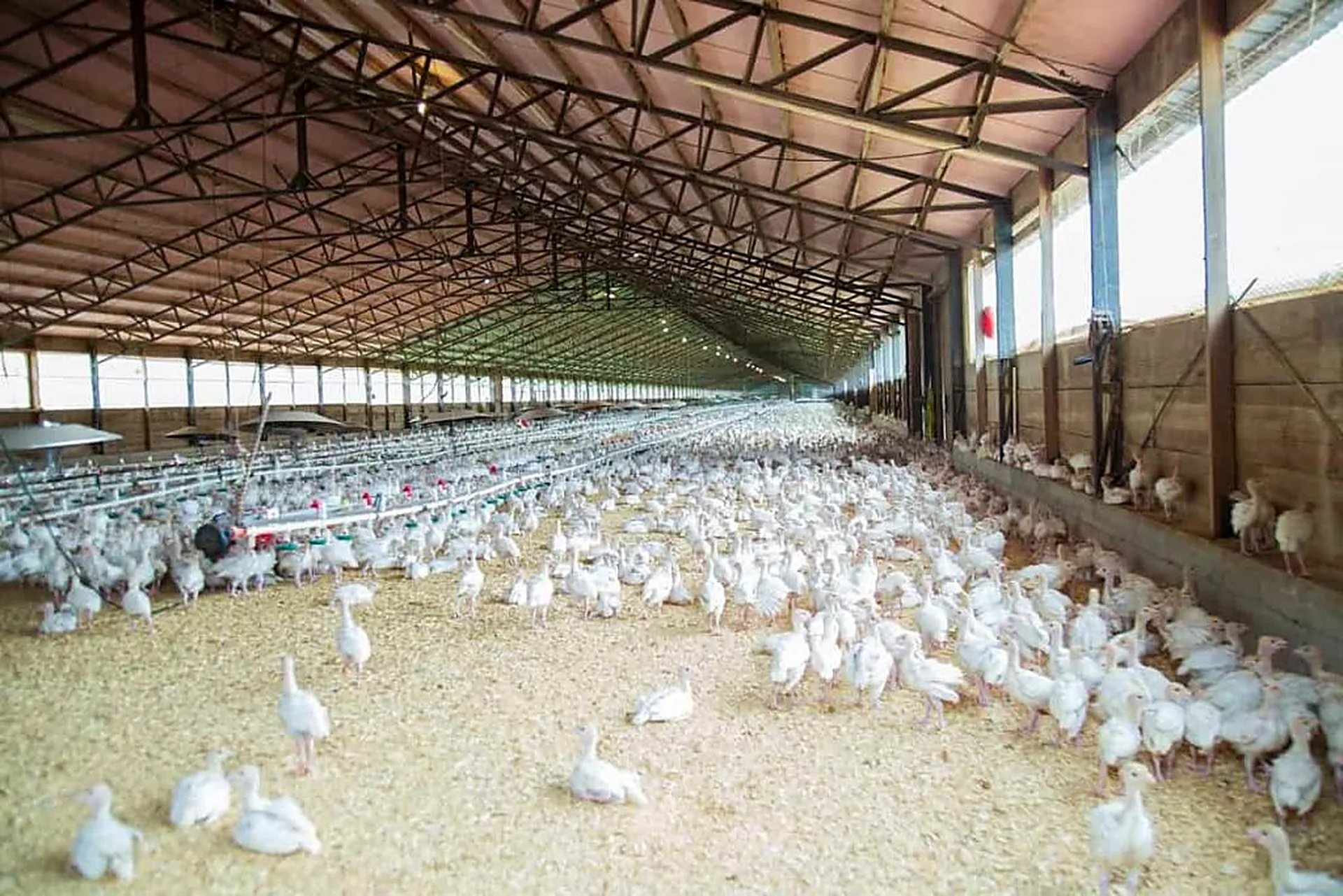 Large modern poultry farm shed filled with healthy white broilers in rural India