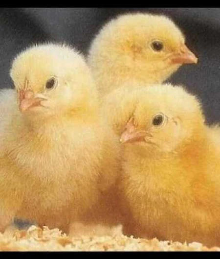 Healthy day-old chicks supplied through integrator contracts