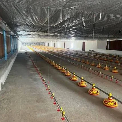 Finished EC broiler shed interior with automated pan feeder and nipple drinker lines built by CONZFRESH