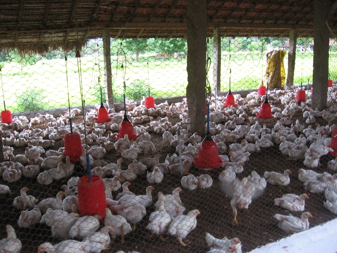 Traditional open-sided poultry shed built with wooden posts and bell drinkers — the hidden cost of unorganized contractors